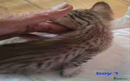 Savannah cats for sale: Savannah SBTF6 cubs with Serval traits stunning - Advert 4