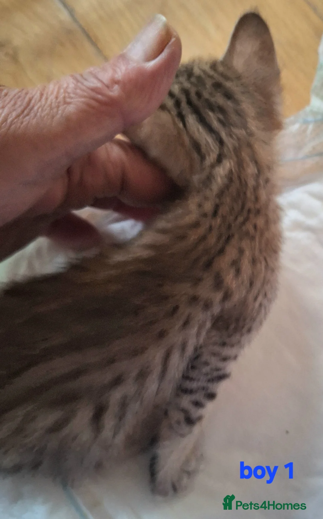 Savannah cats for sale: REDUCED! Savannah SBTF6 cubs with Serval traits - Advert 9