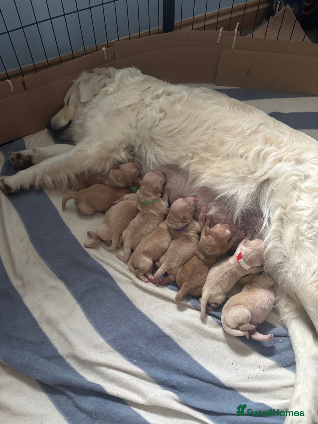 Golden Retriever dogs for sale: Gorgeous Golden Retriever Puppies - Image 17