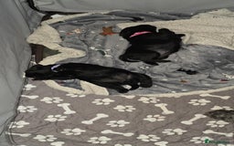 Miniature Schnauzer dogs for sale: 2xBeautiful kc reg mac/eye clr mini schnauzer girl - Image 13