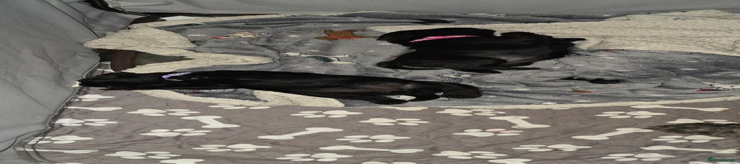 Miniature Schnauzer Puppy 2