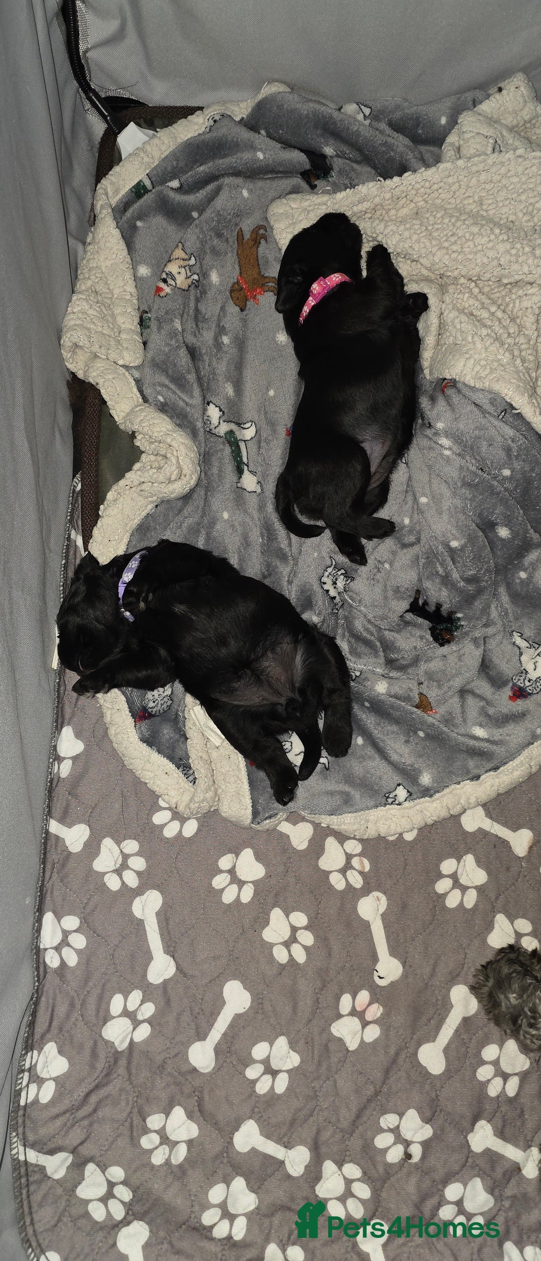 Miniature Schnauzer dogs for sale: 2xBeautiful kc reg mac/eye clr mini schnauzer girl - Image 13