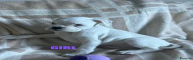 Boxer Puppy 4 PURPLE