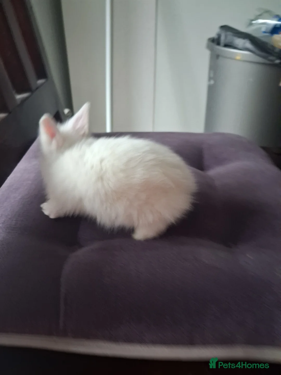 Lionhead rabbits for sale: 🐰 Beautiful Lionhead Rabbits for Sale 🐰 - Advert 15