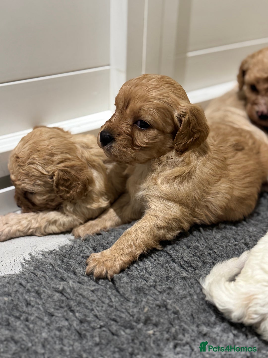 Cavapoochon dogs for sale: Cavapoochon puppies - Advert 6