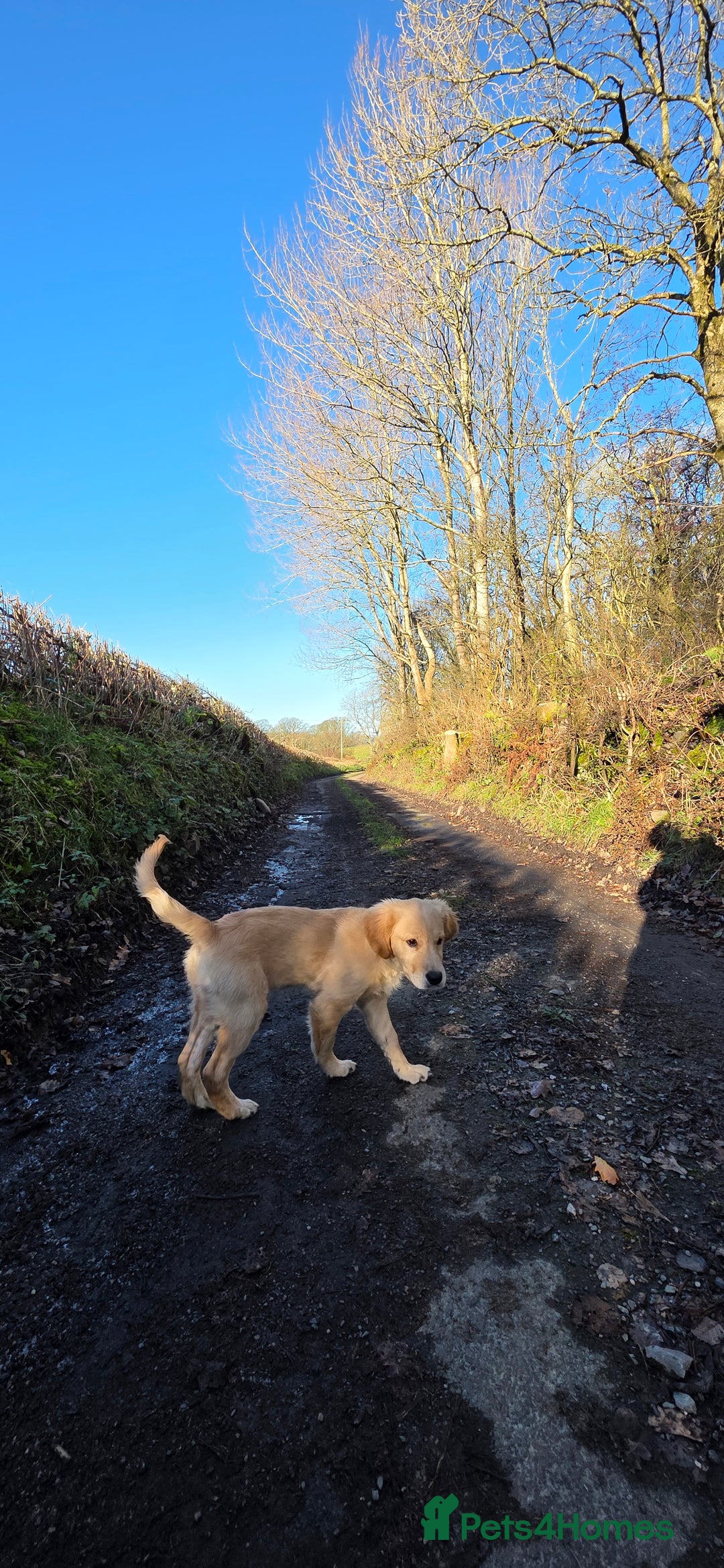 Golden Retriever dogs for sale: 6 month old beautiful golden retriever  - Advert 4