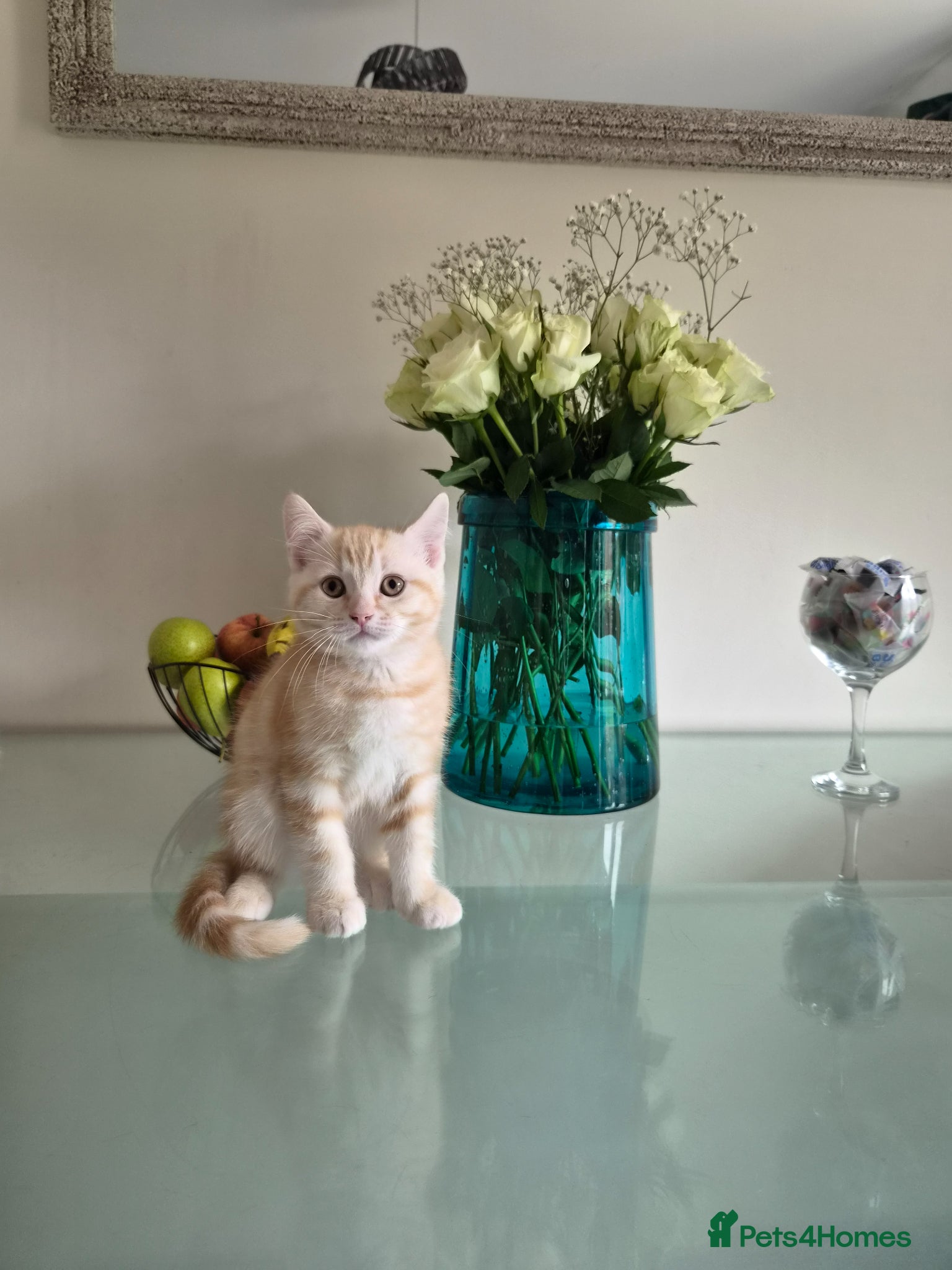 Scottish Fold cats Last one Adorable scottish straight kitten. - Advert 10