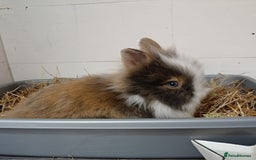 Lionhead rabbits for sale: Pair of lionhead bunnies - Image 6