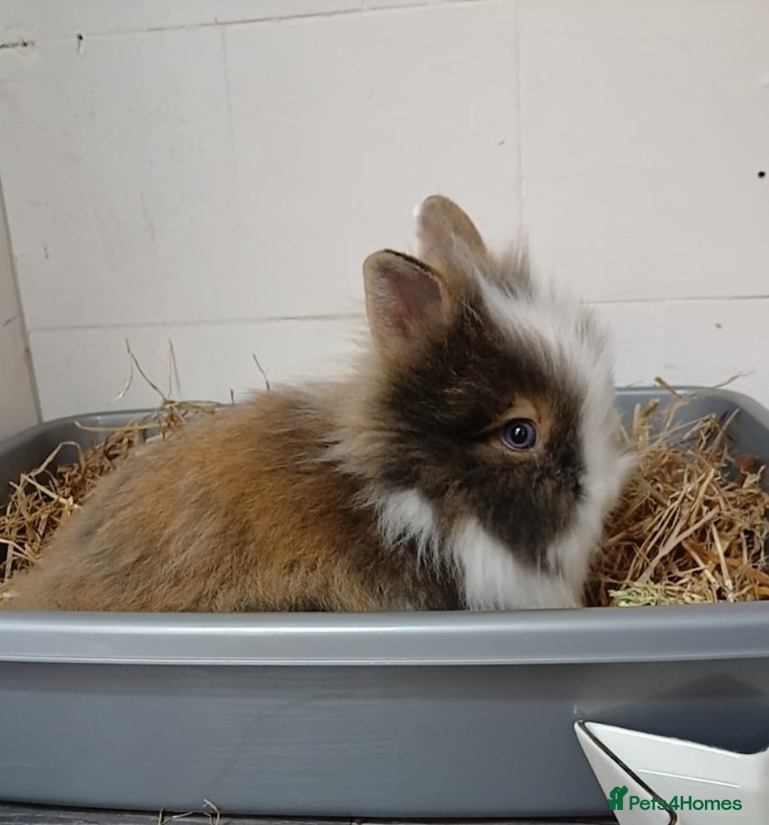 Lionhead rabbits for sale: Pair of lionhead bunnies - Image 6