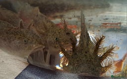 Axolotl reptiles for sale: Axolotls  - Image 27
