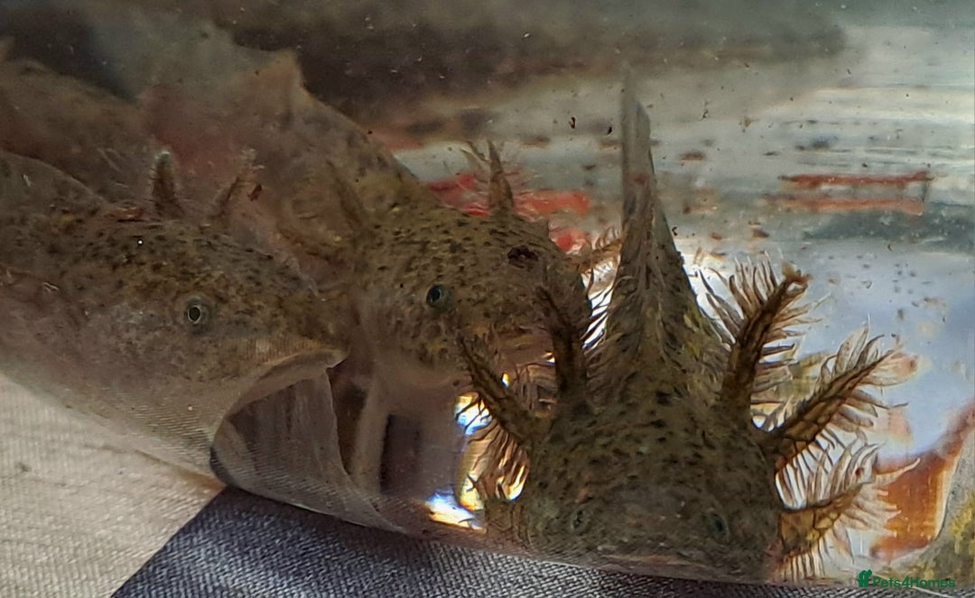 Axolotl reptiles for sale: Axolotls  - Image 27