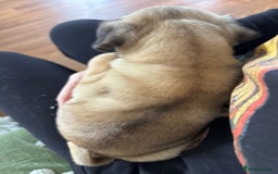Pug dogs for sale: pugs, 3 fawn left - Image 2