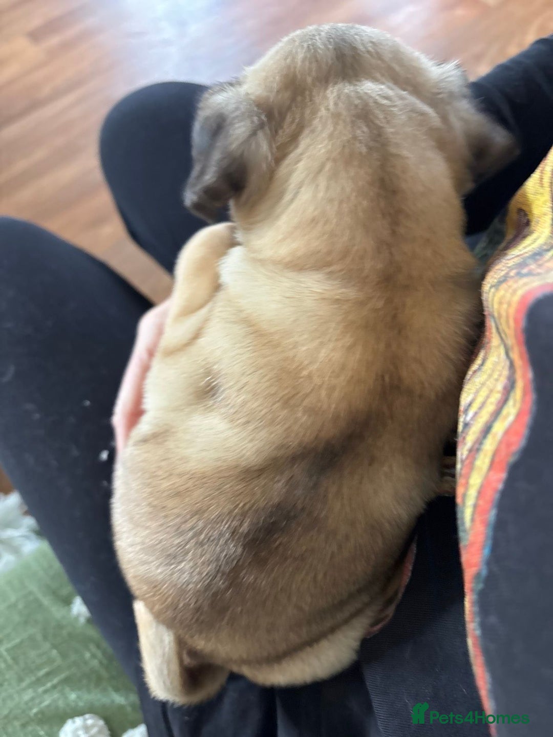 Pug dogs for sale: pugs, 3 fawn left - Image 2