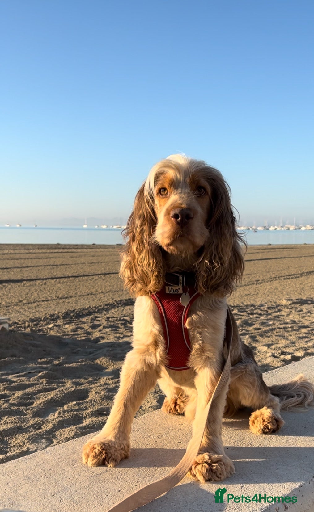 Cocker Spaniel dogs KC ‘Best Practice’ Health 🐾Show 🐾160+ pups born in Preston - Advert 9