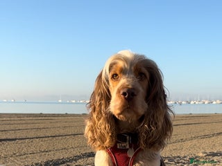 Cocker Spaniel dogs in Preston - Advert 33