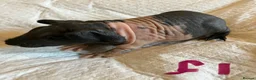 Guinea Pig rodents for sale: Skinny pig pups. Boys and girls  - Advert 16