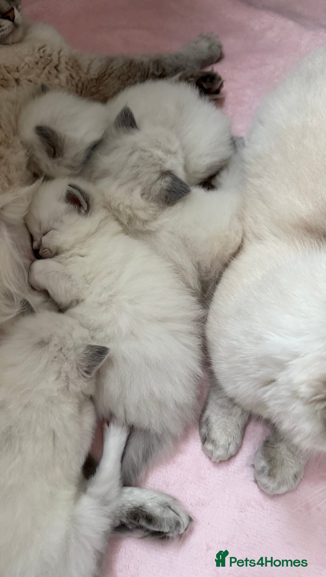 Ragdoll cats for sale: Exceptional Pure Blue Point Ragdoll kitten  - Advert 5