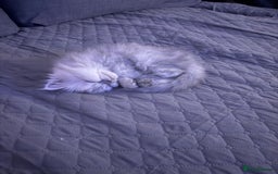 Persian cats for sale: Persian Grey kitten male and female - Image 17