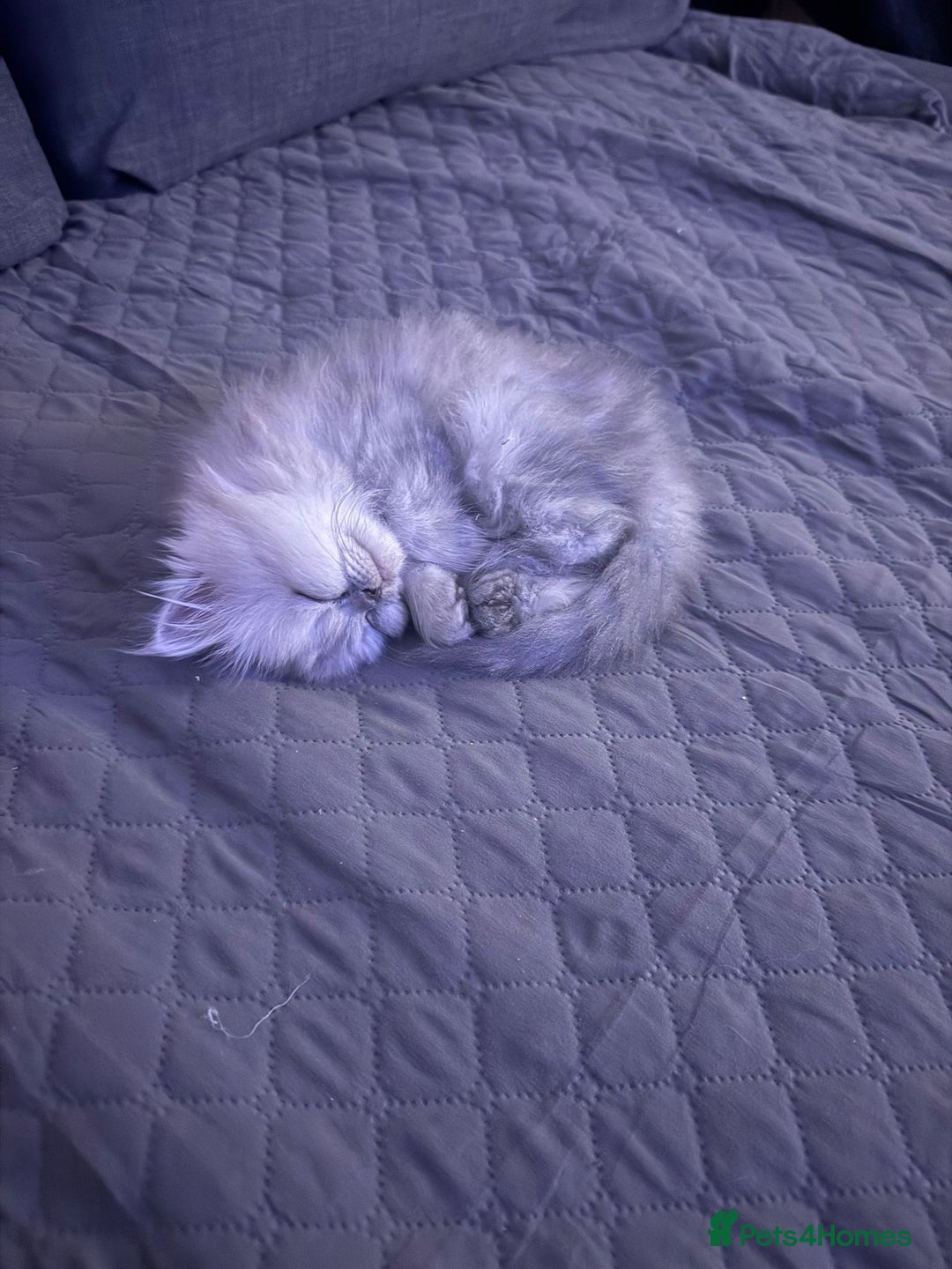 Persian cats for sale: Persian Grey kitten male and female - Image 17