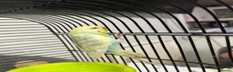 Budgerigars birds for sale: One single budgie for sale  in Barnsley - Advert 4