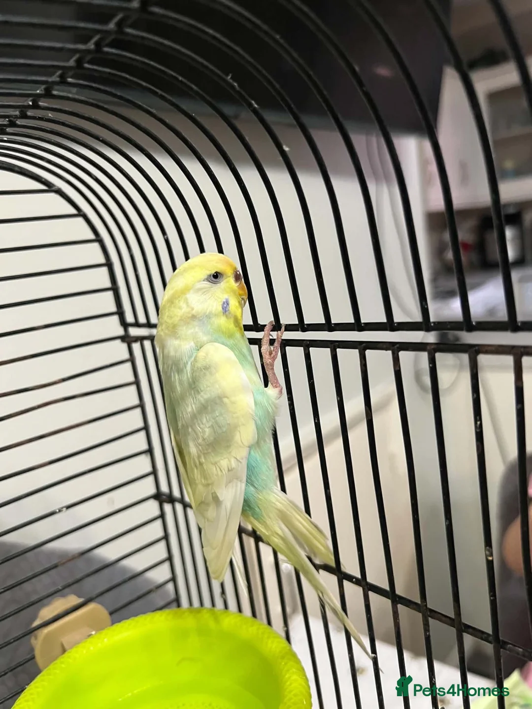 Budgerigars birds for sale: One single budgie for sale  in Barnsley - Advert 4