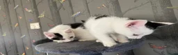 Mixed Breed cats for sale: 2 Male Kittens  in Newcastle upon Tyne - Advert 6