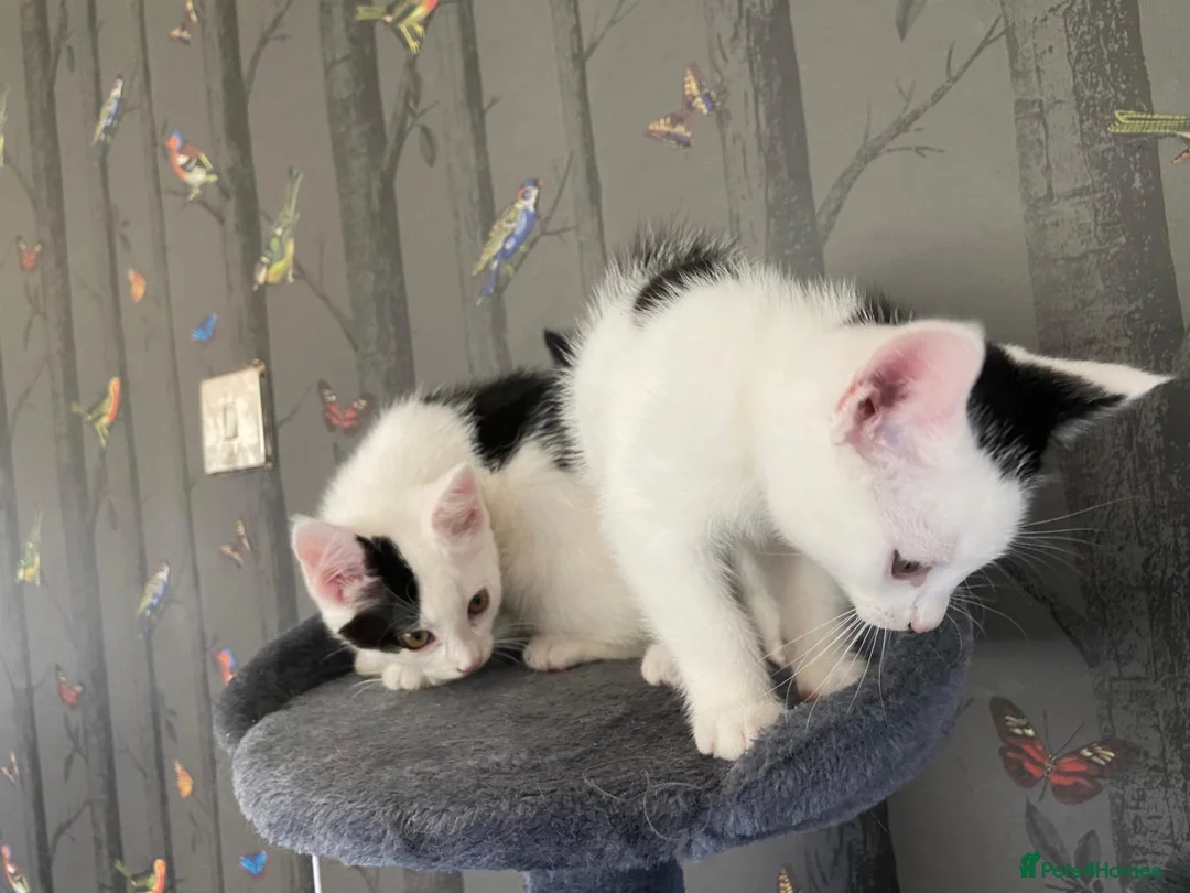 Mixed Breed cats for sale: 2 Male Kittens  in Newcastle upon Tyne - Advert 6