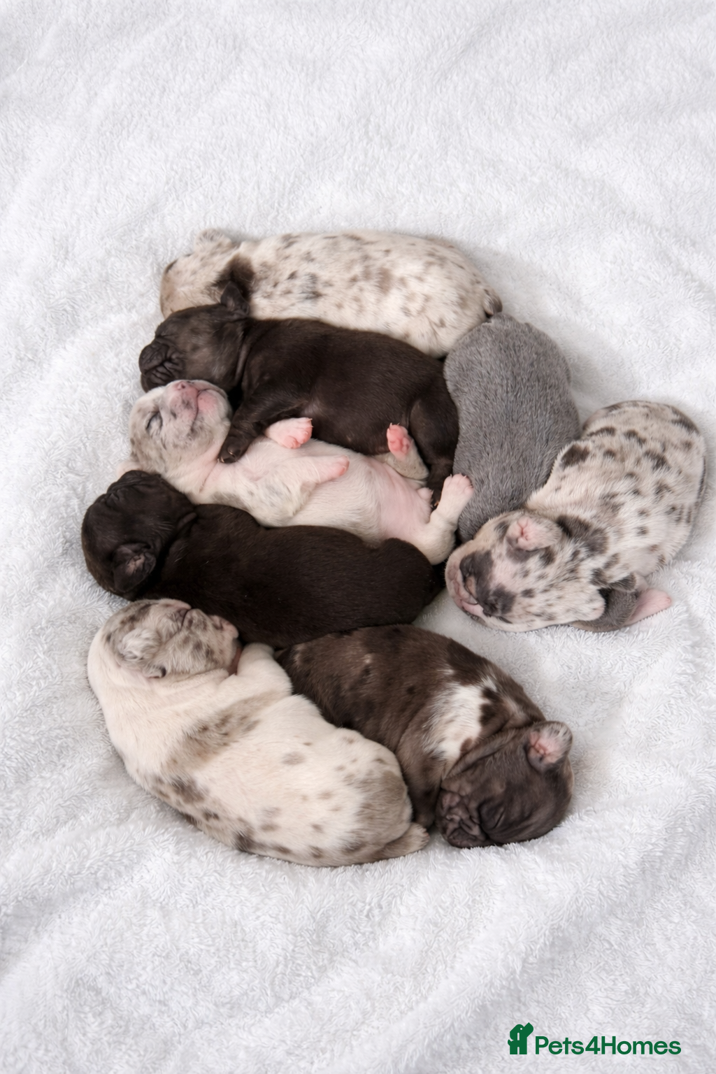 French Bulldog dogs Stunning, colourful litter of 8 French Bulldogs - Advert 12