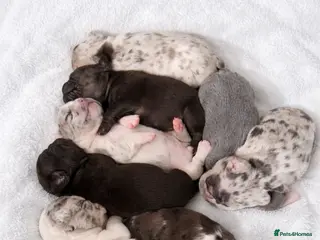 French Bulldog dogs Stunning, colourful litter of 8 French Bulldogs - Advert 12