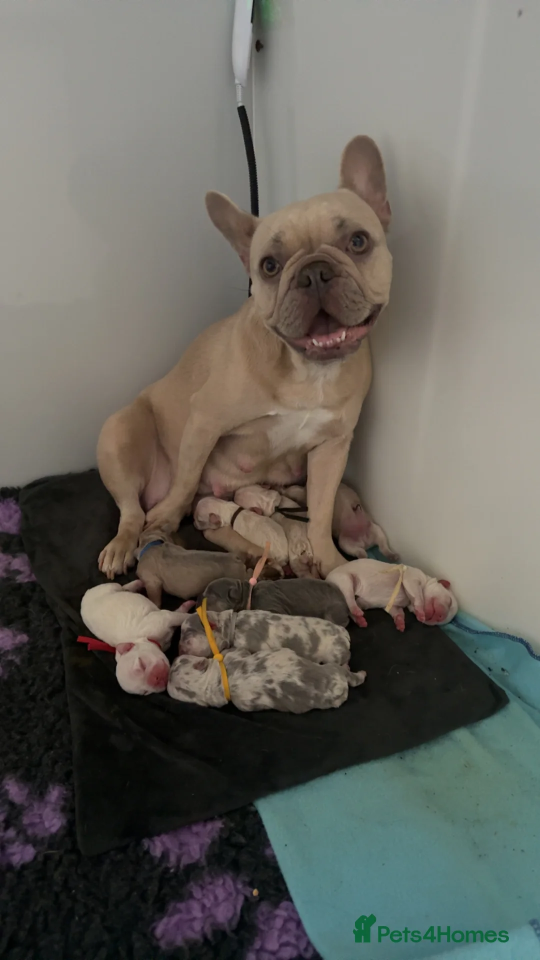 French Bulldog dogs for sale: Vaccine and Micro Chipped French Bulldog Puppies - Advert 15