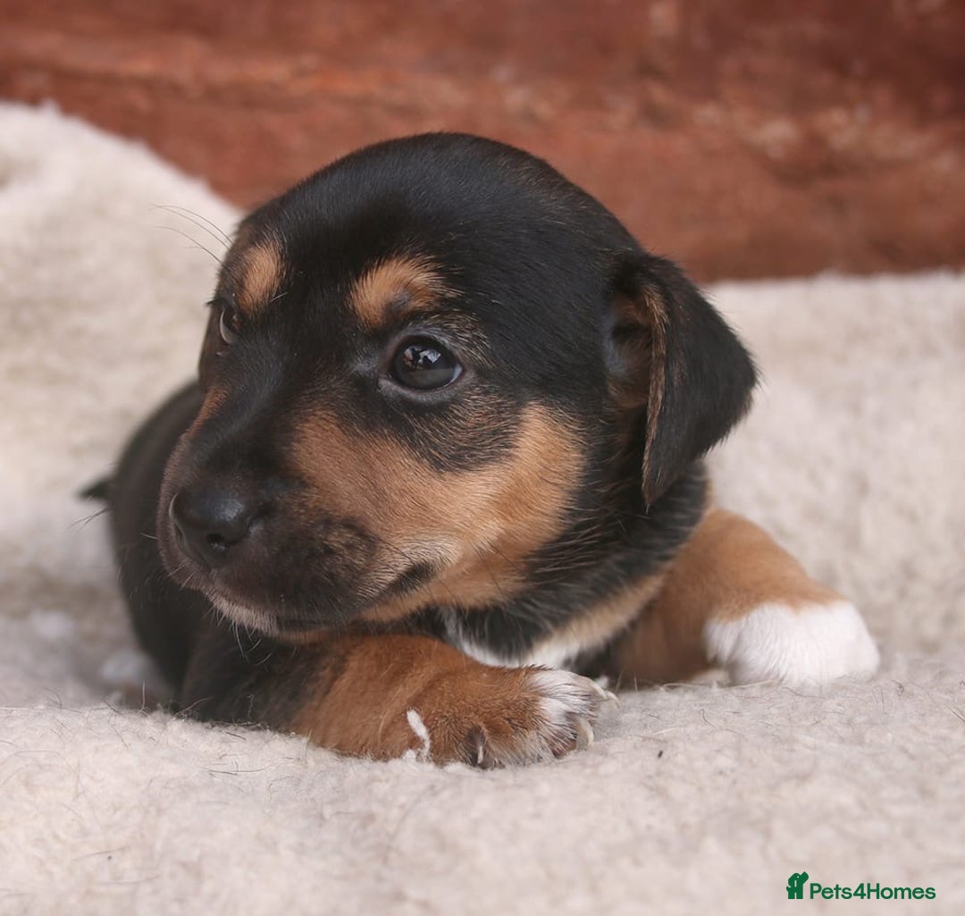 Jack Russell dogs for sale: Jack Russel Puppies - Image 4