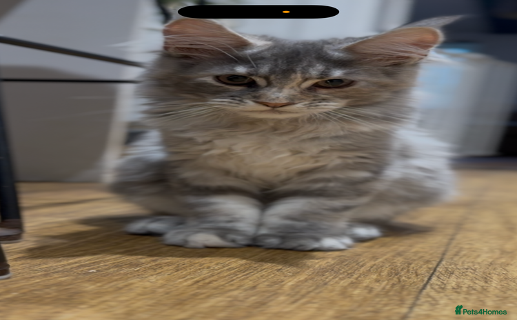 Maine Coon cats - Advert 7