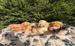 Cockapoo dogs for sale: 5 lovely f1 cockapoos  - Image 25