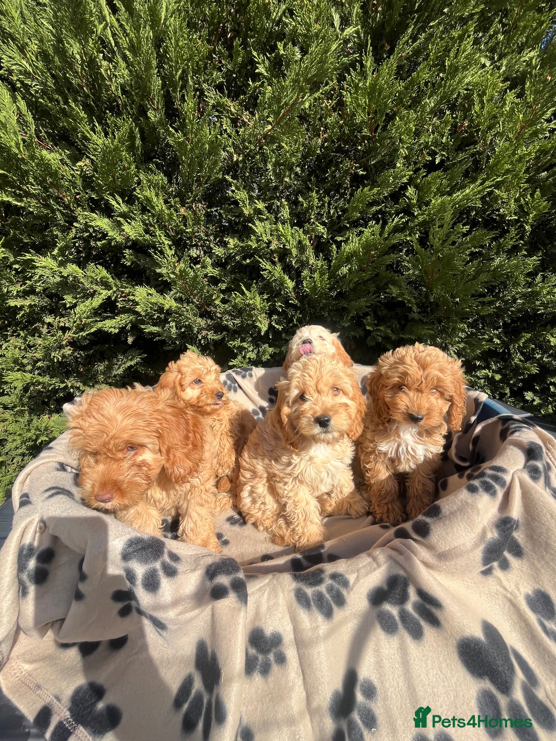 Cockapoo dogs for sale: 5 lovely f1 cockapoos  - Image 25