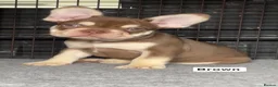 French Bulldog dogs for sale: French bulldog puppies - Advert 4