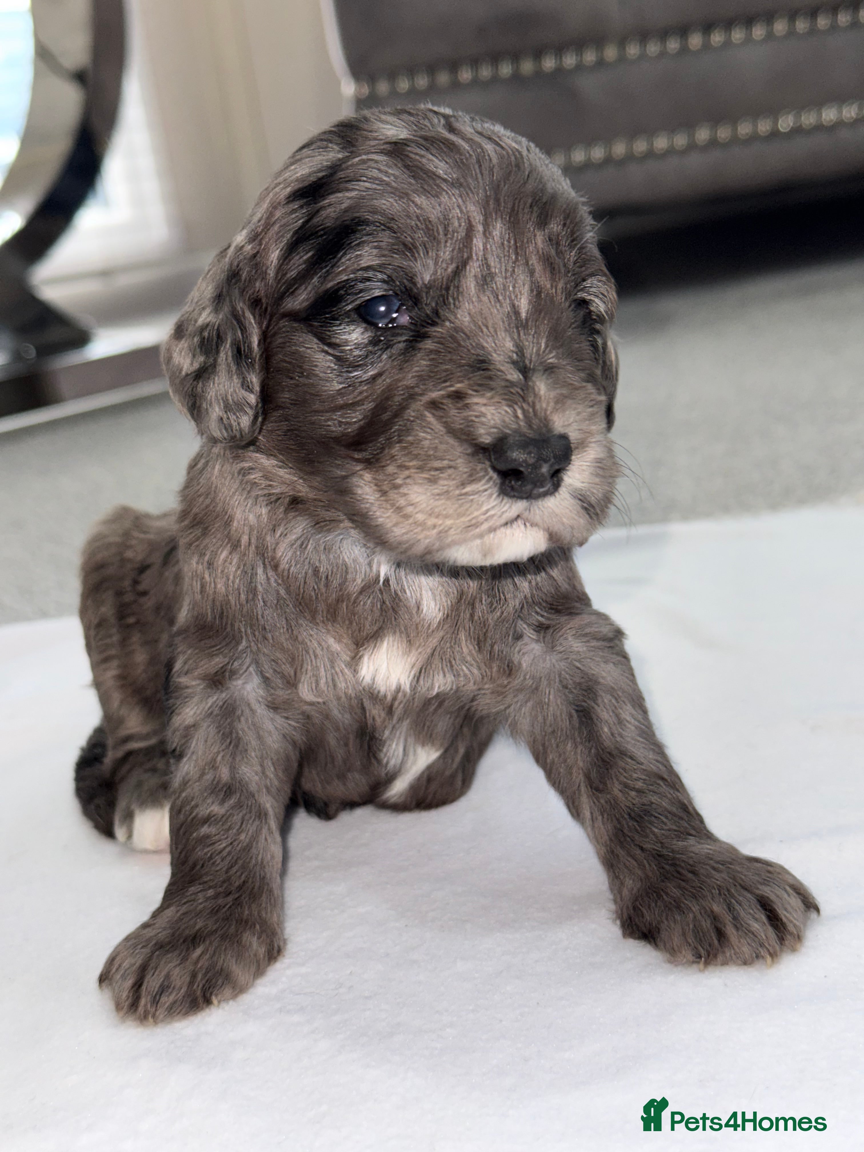 Cockapoo dogs F1 COCKAPOO PUPS - Advert 1