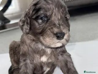 Cockapoo dogs F1 COCKAPOO PUPS - Advert 1