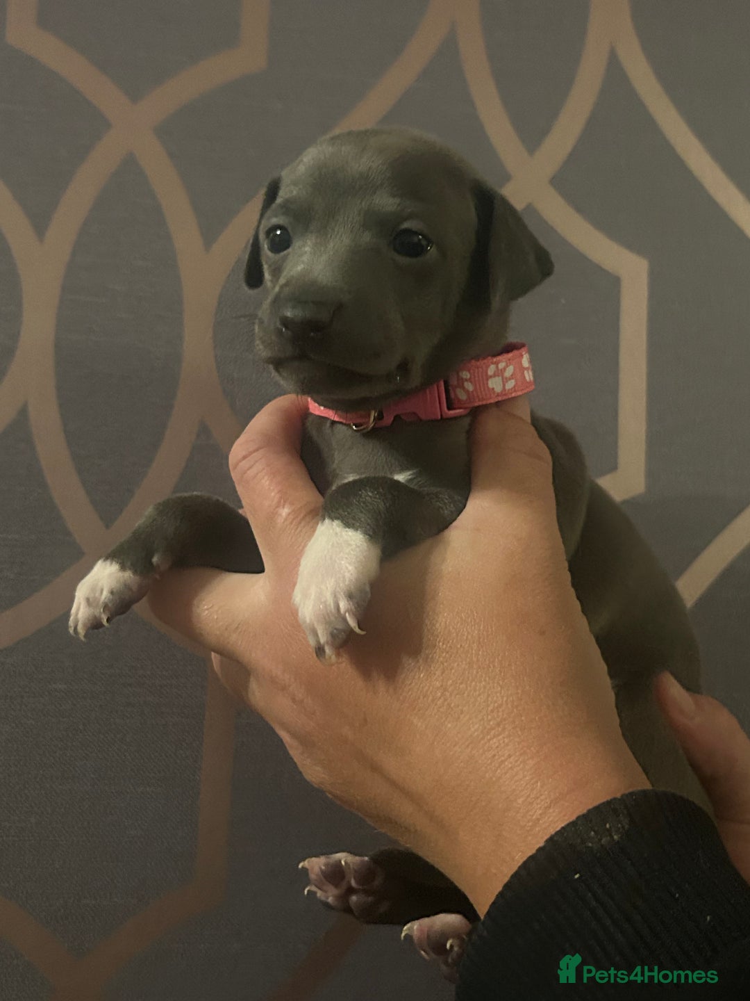 Italian Greyhound dogs for sale: 1 boy left  - Image 20