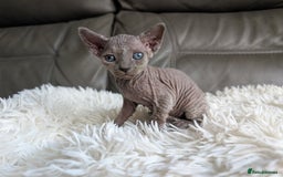 Sphynx cats for sale: Sphynx kittens - Image 15