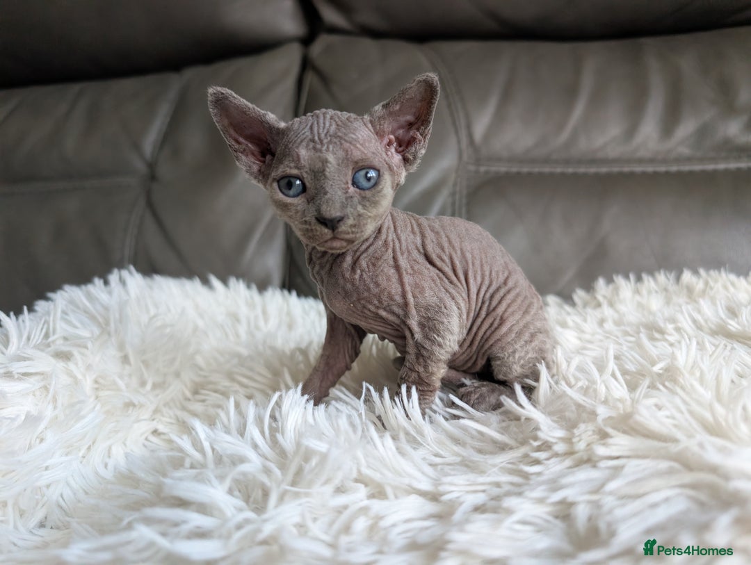 Sphynx cats for sale: Sphynx kittens - Image 15