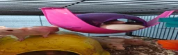 Rat rodents for sale: Rats! Male and female - Advert 5