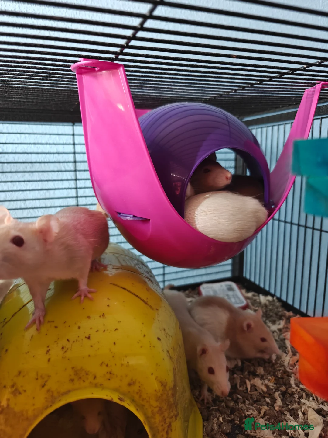 Rat rodents for sale: Rats! Male and female - Advert 5