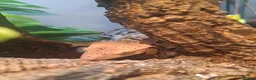 Gecko reptiles for sale: Male crestic geko and dalmation crestic geko  - Advert 9
