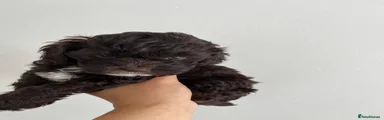 Shihpoo 1