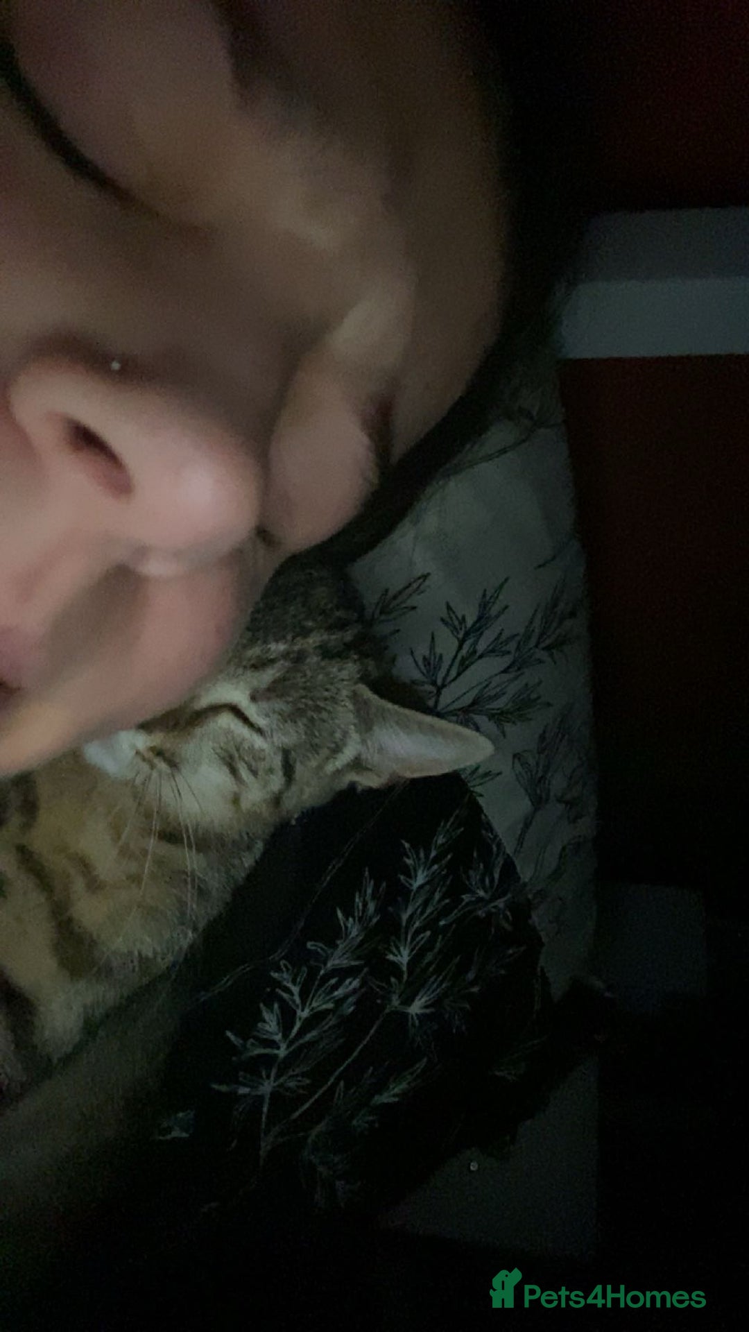 Bengal cats for sale: Beautiful baby bengal girl  - Advert 24