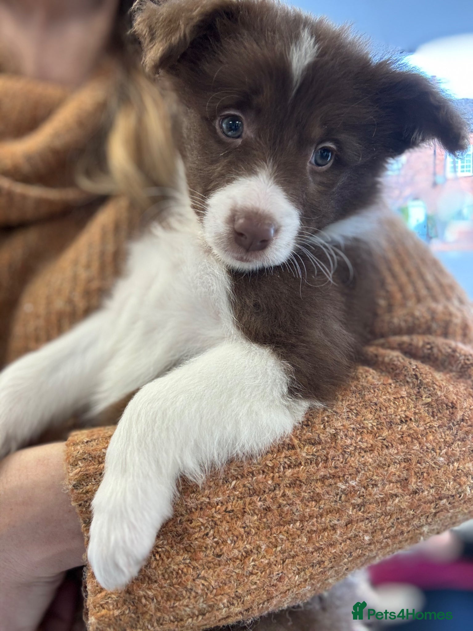 Border Collie dogs Pure Bred Border Collie Puppies For Sale - Advert 11