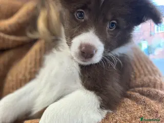 Border Collie dogs Pure Bred Border Collie Puppies For Sale - Advert 1