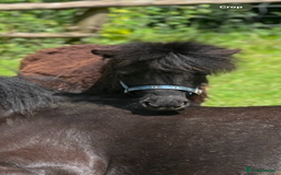 Miniature horses for sale: Jack  - Image 3