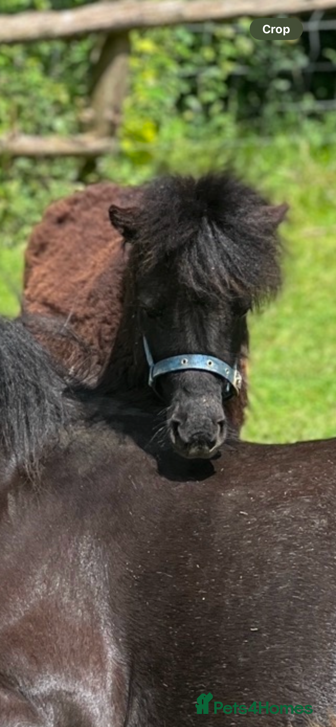 Miniature horses for sale: Jack  - Image 3
