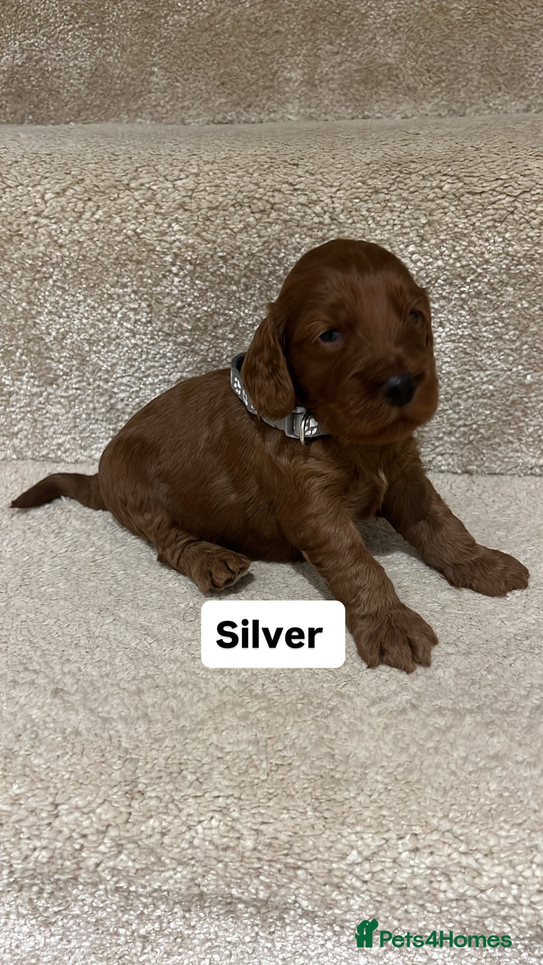 Cockapoo dogs for sale: FOX RED COCKAPOOS ⭐️⭐️ - Advert 15